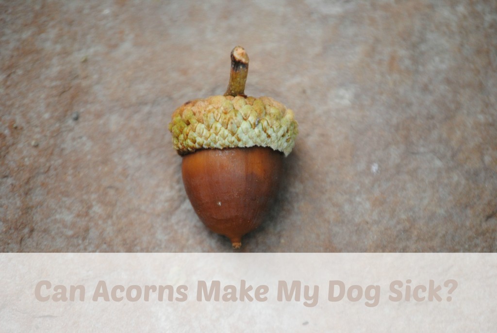 does acorns have dogecoin