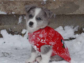 mesha