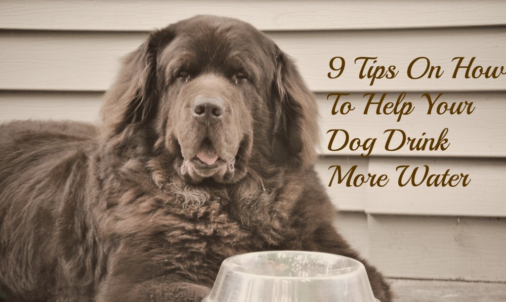 9 Tips On How To Help Your Dog Drink More Water