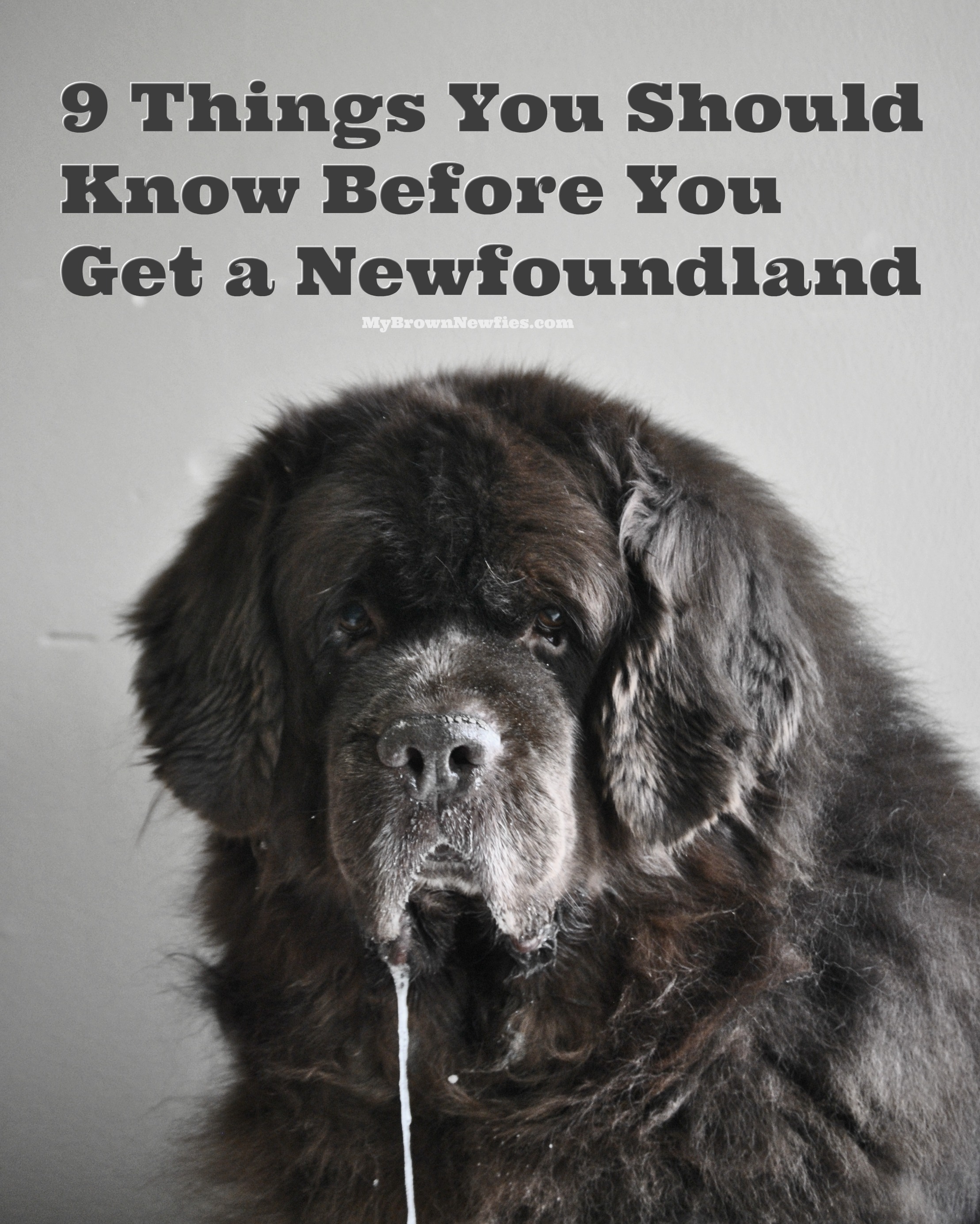 How do you control the shedding of a Newfoundland dog?