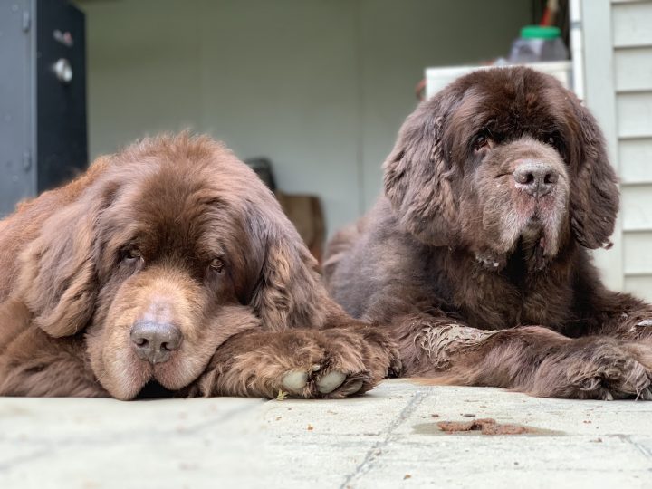 2 intact male dogs