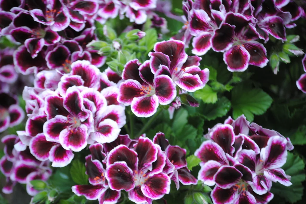 are geraniums toxic to dogs