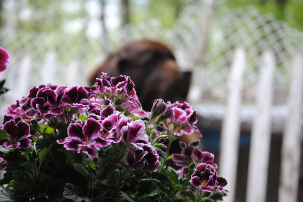 Geraniums Are Toxic to Dogs. I Didn't Know That! My Brown Newfies