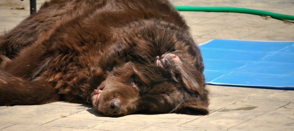 Let Sleeping Dogs Lie. 4 Different Types of Positions That You Might Find Your Dog Sleeping in Today.
