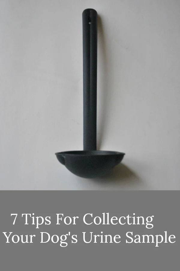 7 Tips For Collecting Your Dogs Urine Sample.jpg
