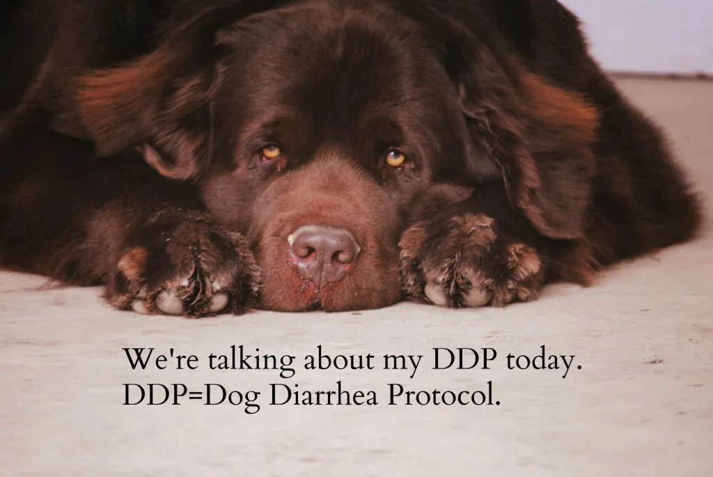 DSC_0226 dog diarrhea protocol