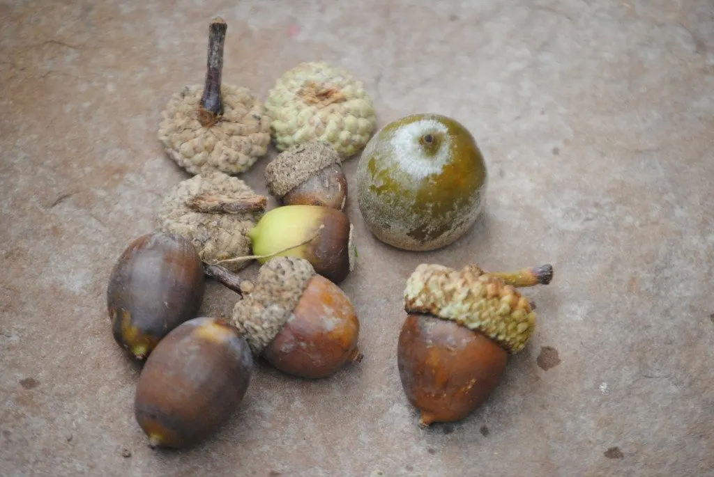 acorns can cause intestinal blockage and upset in some dogs