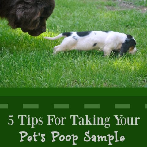 5 Tips For Taking Your Pet's Poop Sample To The Vet