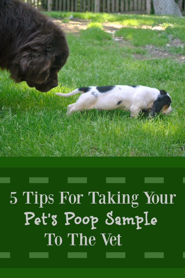 5 Tips for taking your pets poop sample to the vet 1