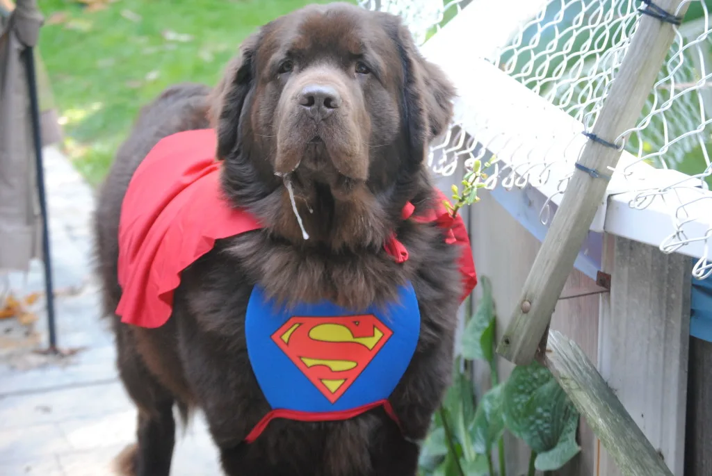 Newfie in Super Dog Halloween Costume
