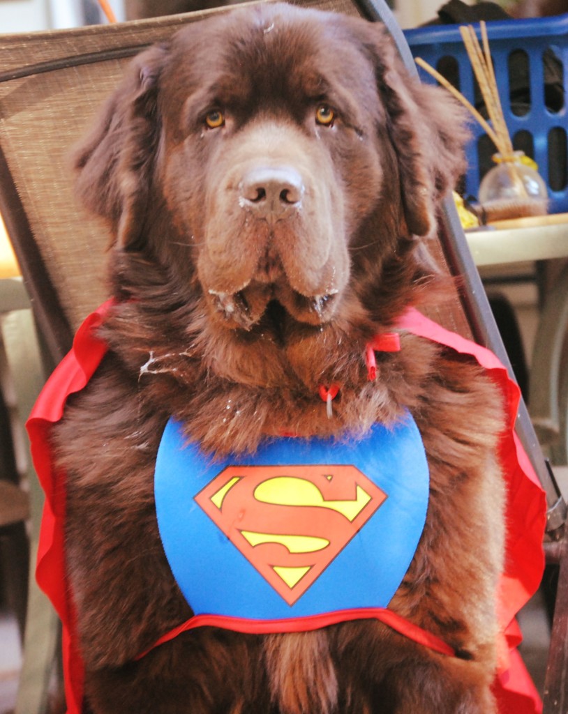 Newfoundland dog dressed as Super Dog for Halloween