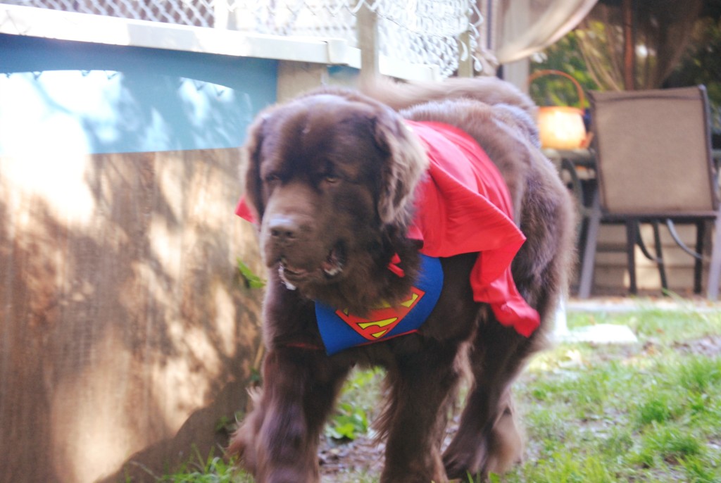 Newfie as super dog