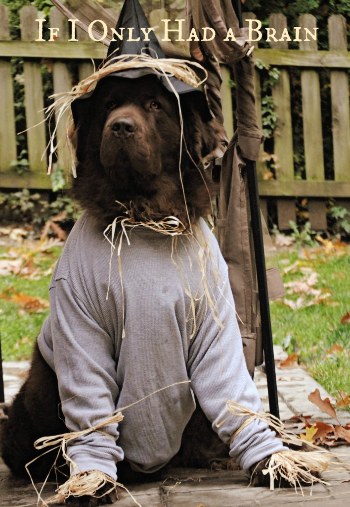 Newfoundland dog dressed as scarecrow for Halloween