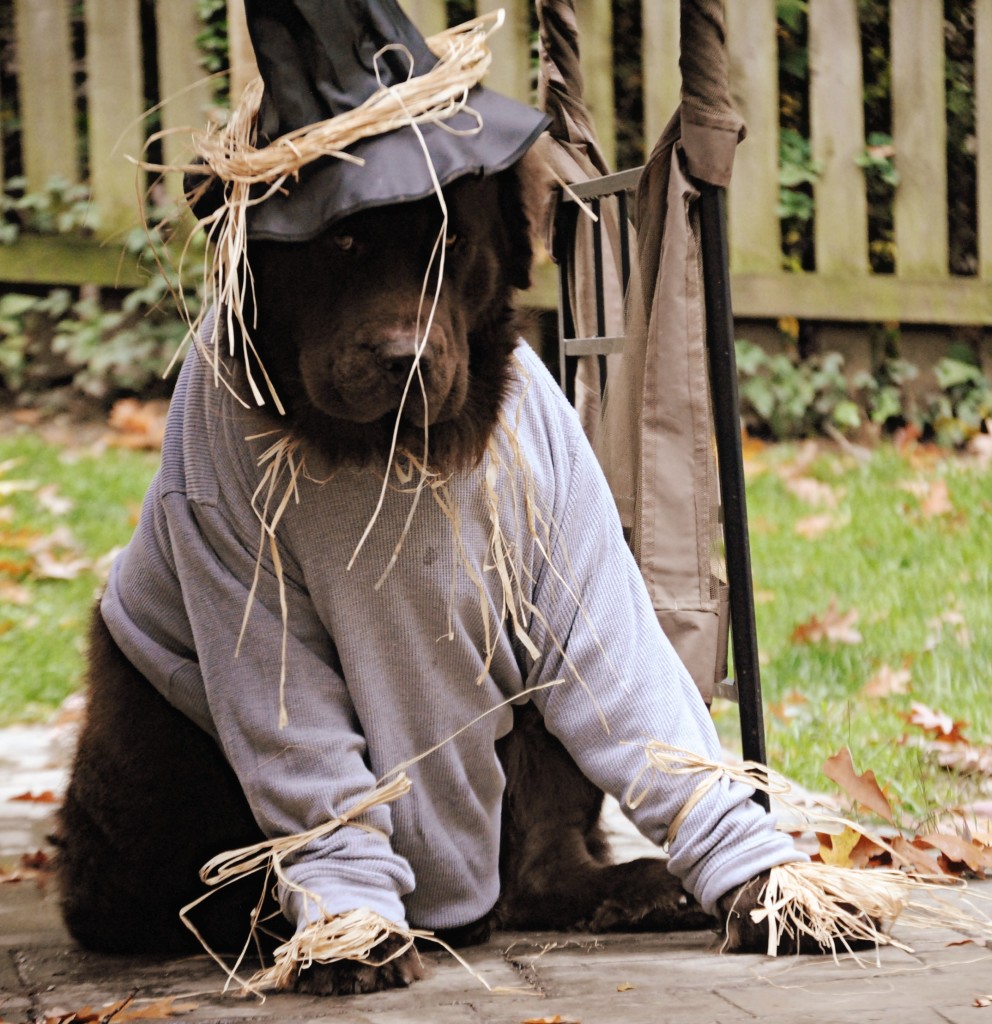 newfoundland dog dressed as scarecrow