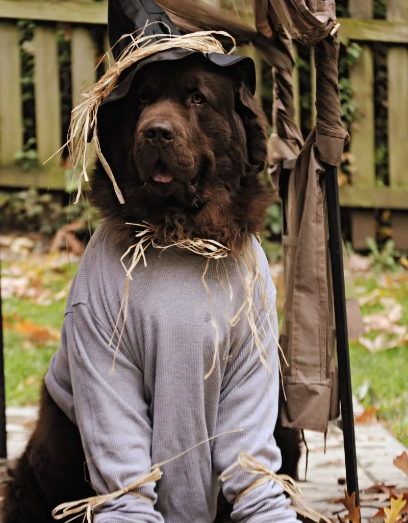 newfoundland dog dressed as scarecrow