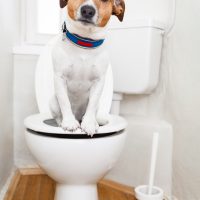 dog sitting on toilet
