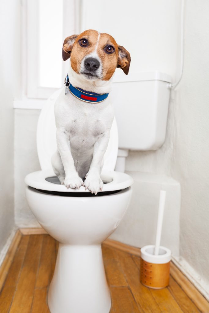 dog sitting on toilet