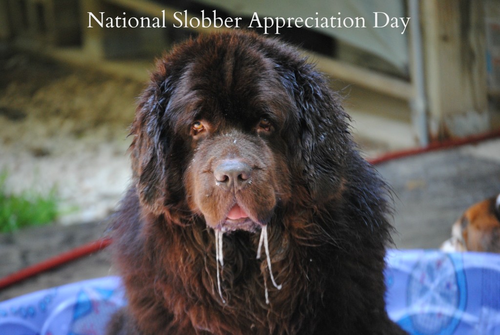national slobber appreciation day