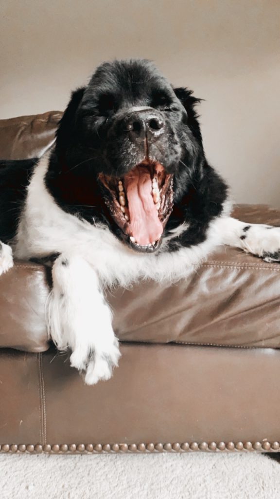 dog yawning on the couch because he's tired