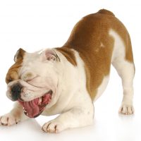 dogs yawn when they are excited, tired and stressed