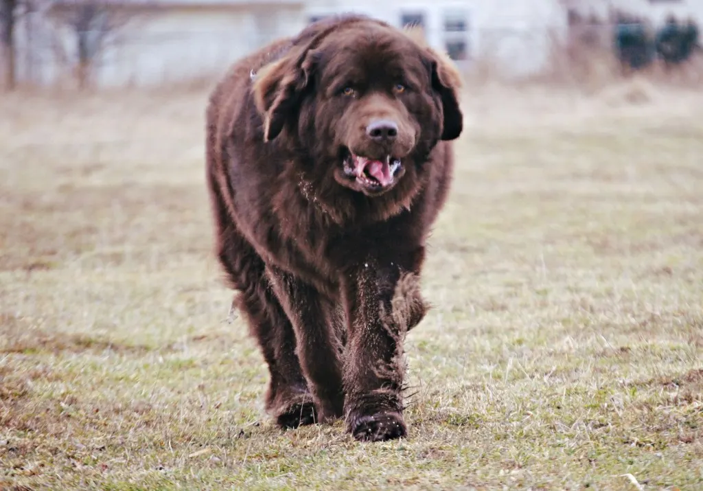10 Common Behavior Issues Seen In The Newfoundland Dog