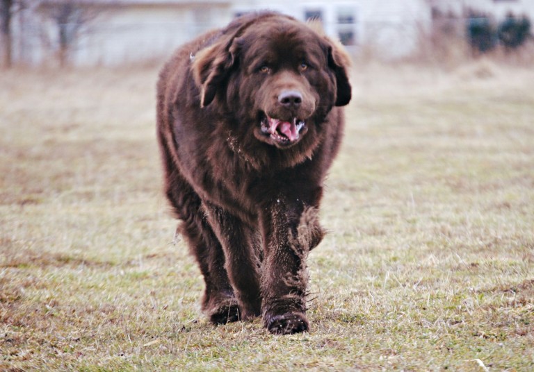 10 Common Behavior Issues Seen With The Newfoundland Dog My Brown Newfies