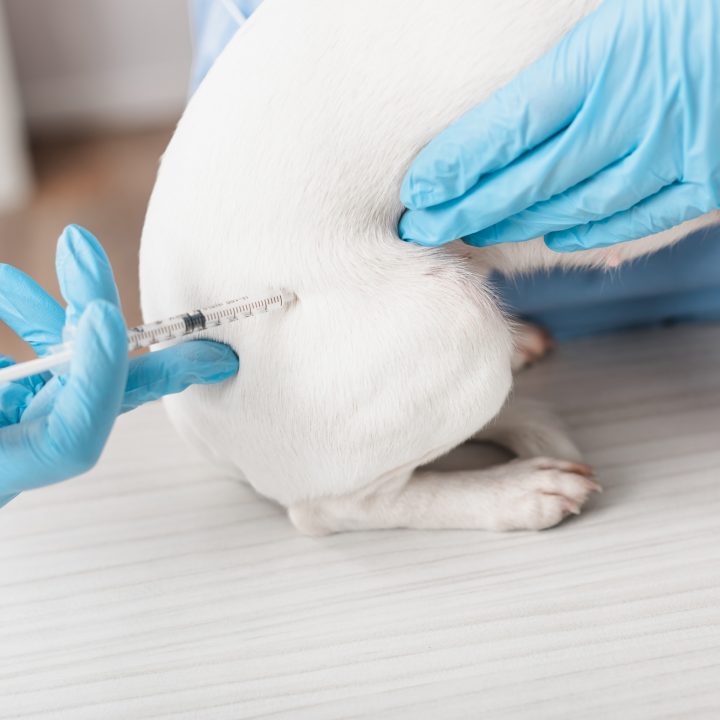 small dog getting a vaccine over right rear leg