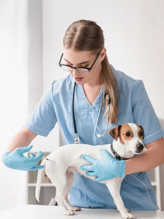 small dog being given a vaccine in the right rear leg