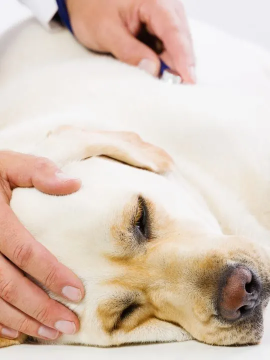 dog being checked for a vaccine reaction