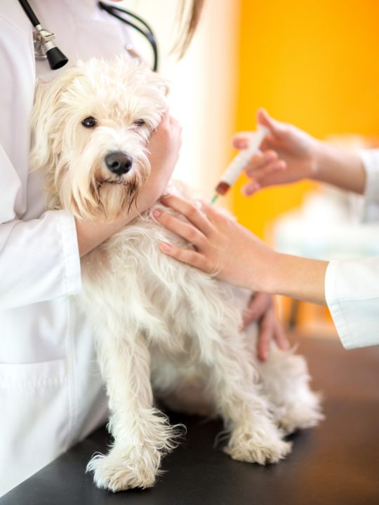 small dog getting vaccine over right shoulder