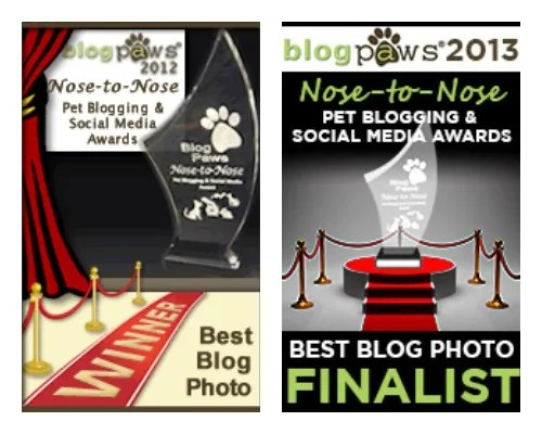 blogpaws awards