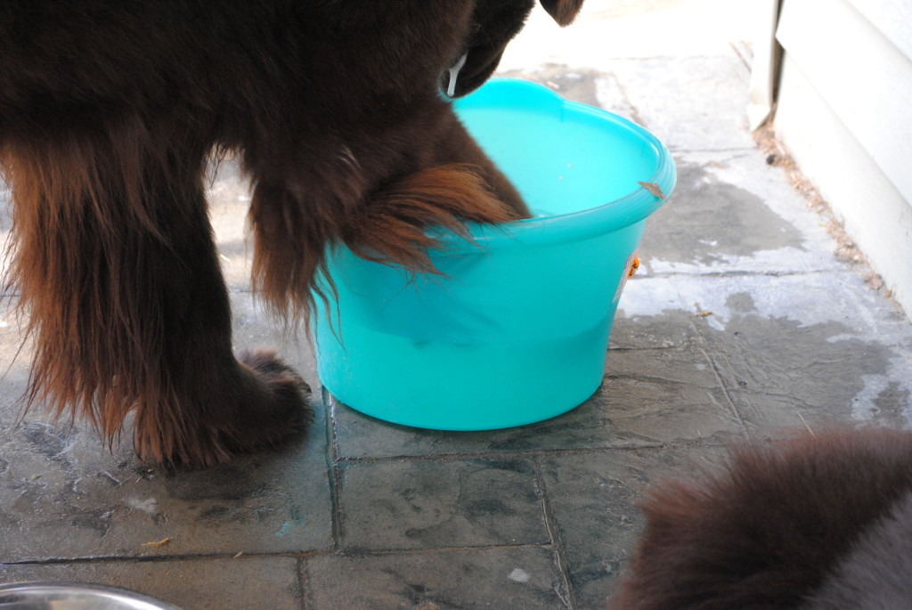 12 Ways To Keep Your Senior Dog Cool In Hot Weather