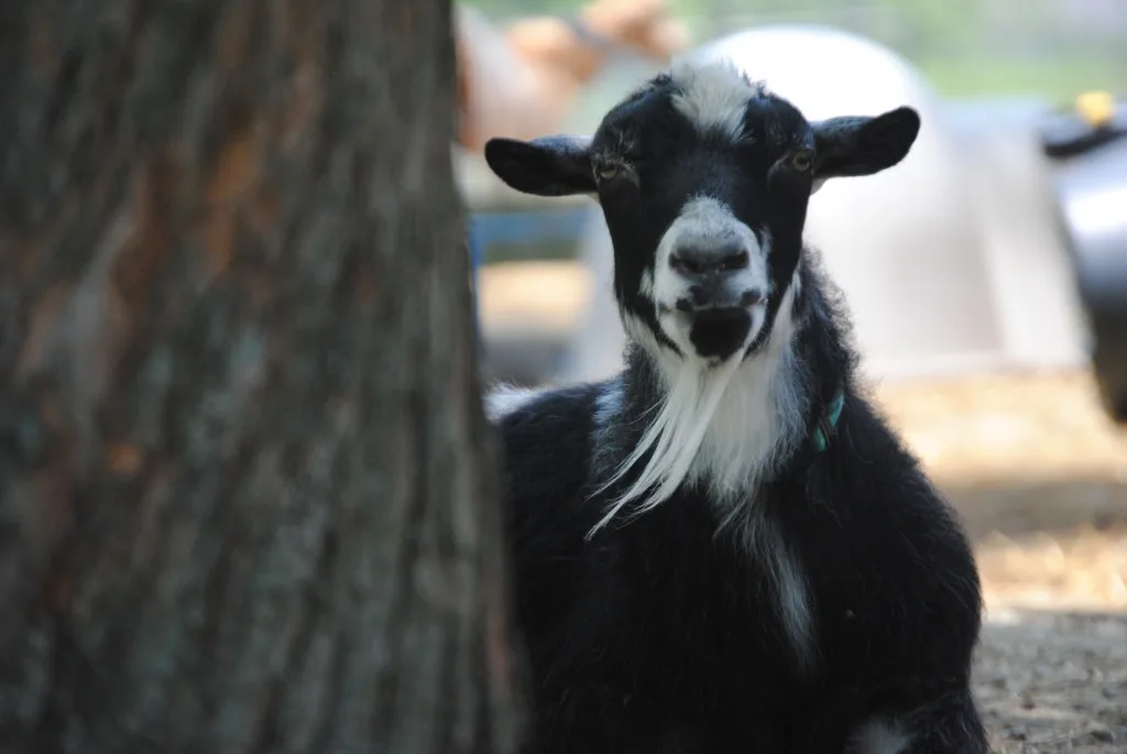 Frozen Goat Milk Dog Treats