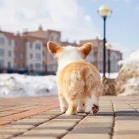 dog limping on walk