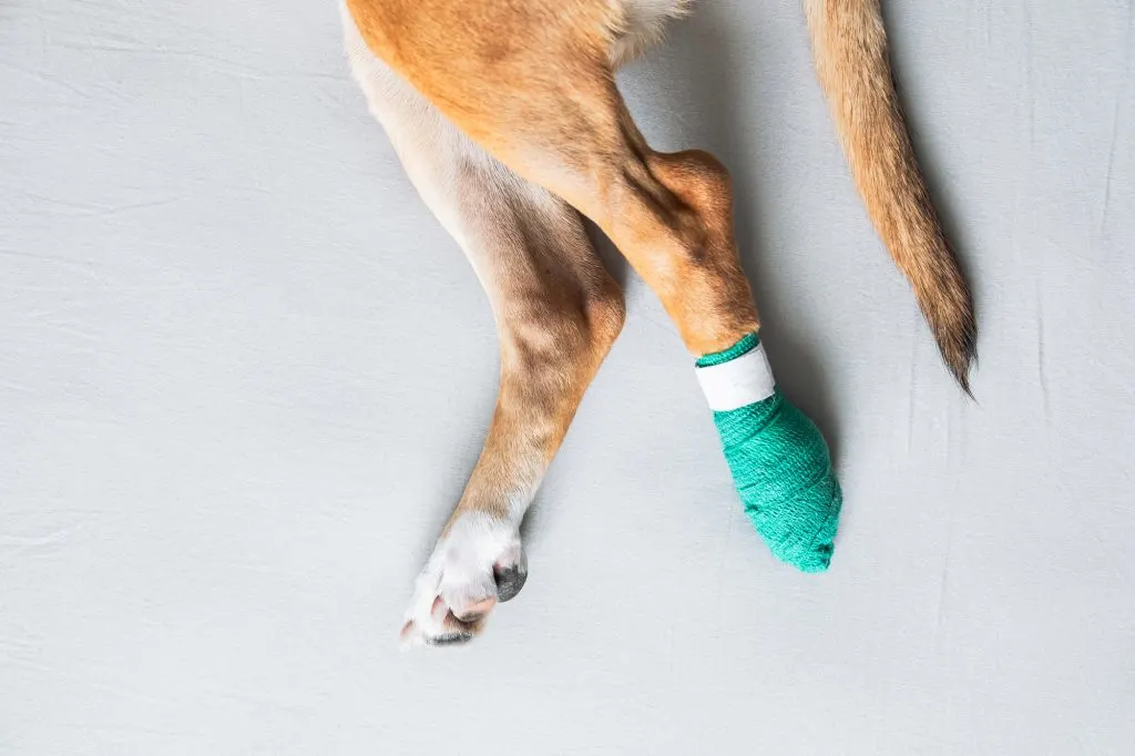 Dog's paws in a bandage, close-up view. Wounded pets, trauma, hu