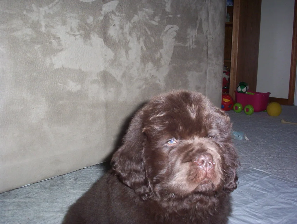 Sherman. brown newfie puppy