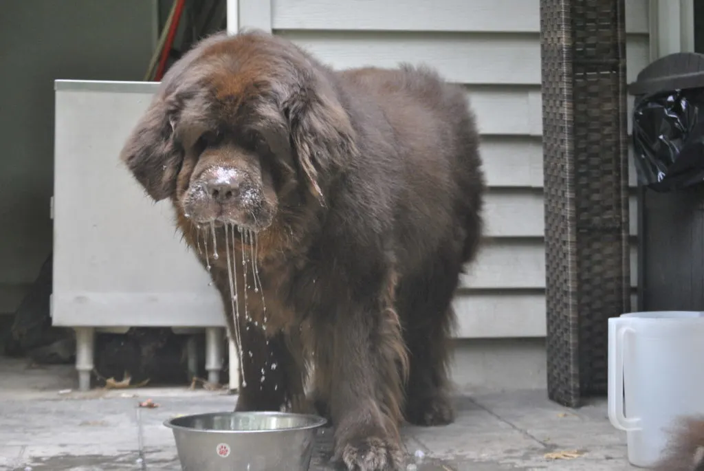 dog slobbering when drinking water