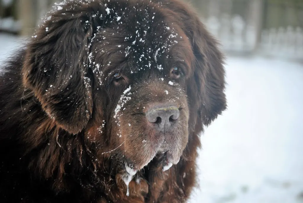 dog drooling in the snow