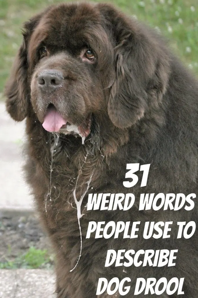 People that have dogs that drool like the Newfoundland havesome really weird names that they use to describe drool