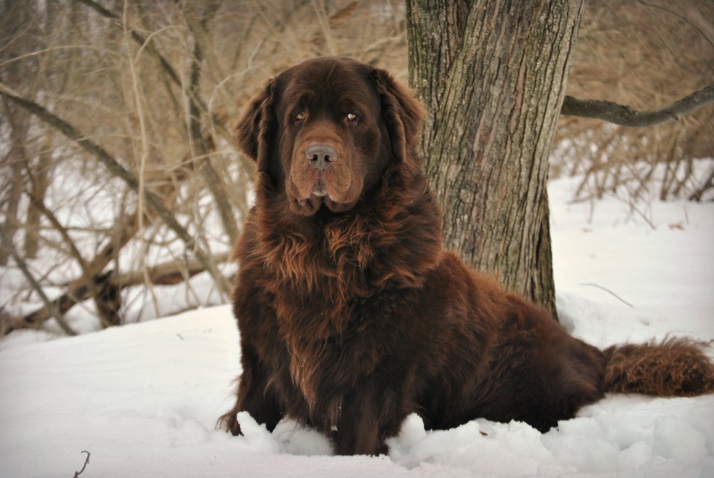 Meet The Newfoundland. 20 Fun Facts About The Newfie