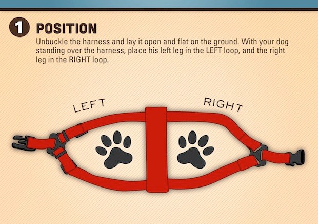 Position the step-in harness by unbuckling and placing it on the ground. The D-rings should be facing up. Approach your dog from behind and gently put his front legs through the opening. Pick up each side of the dog harness and buckle it across your dog's back