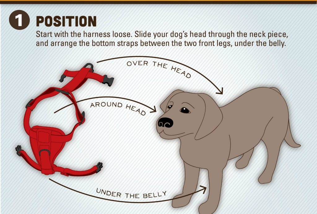 Start by loosening the harness and slid the dog's head gently through the neck piece. Next, arrange the bottom straps between your dog's front legs to the under part of their belly. Secure the overhead dogharness.