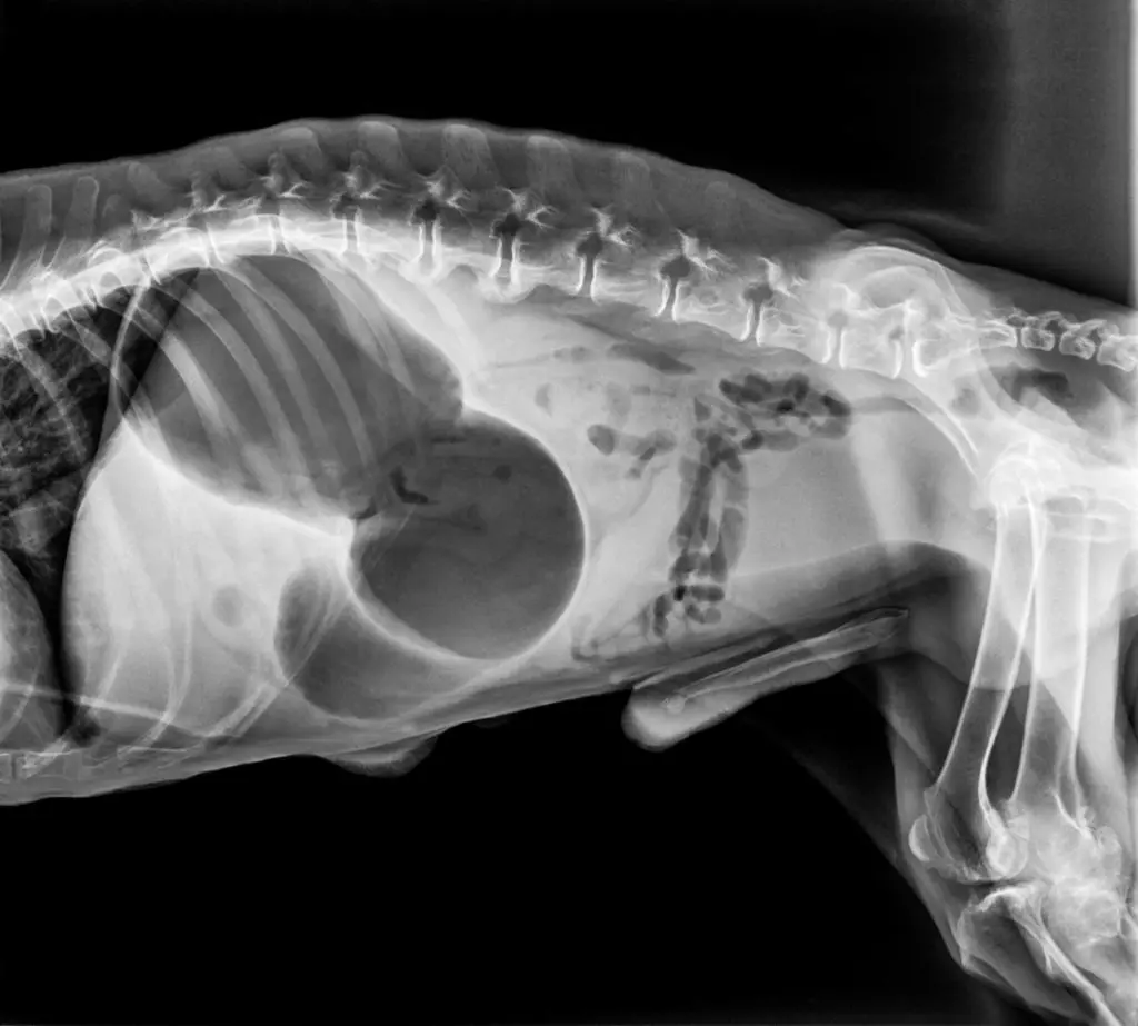 lateral x-ray of a dog with gastric dilation (GDV) (dog bloat)