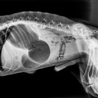 lateral x-ray of a dog with gastric dilation (dog bloat)