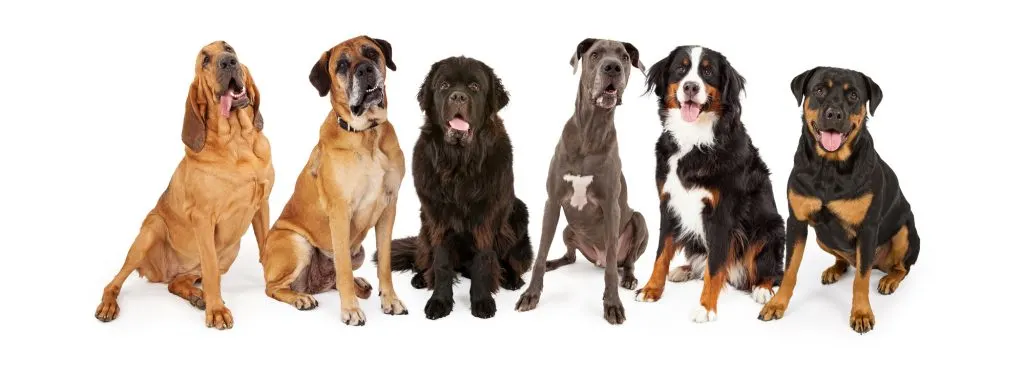 dog breeds at risk of GDV or dog bloat are the Great Dane, Newfoundland, Irish Wolfhound, Bernese Mountain Dog, Mastiff and Boxer