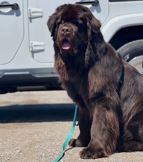 brown fluffy dog sitting by Jeep