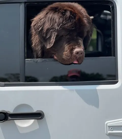 big brown dog riding in Jeep Wrangler