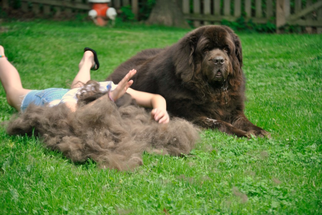 You Might Have A Newfoundland If........