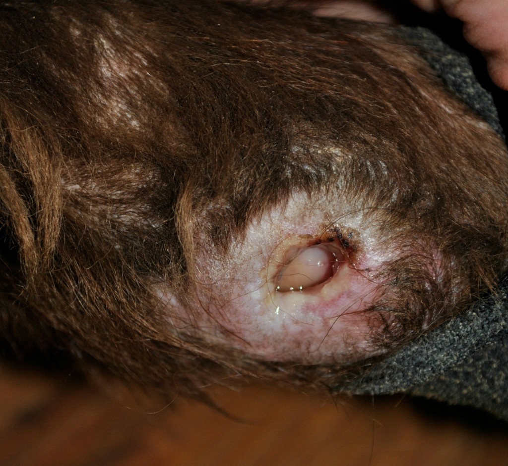 Dogs And Pressure Sores 