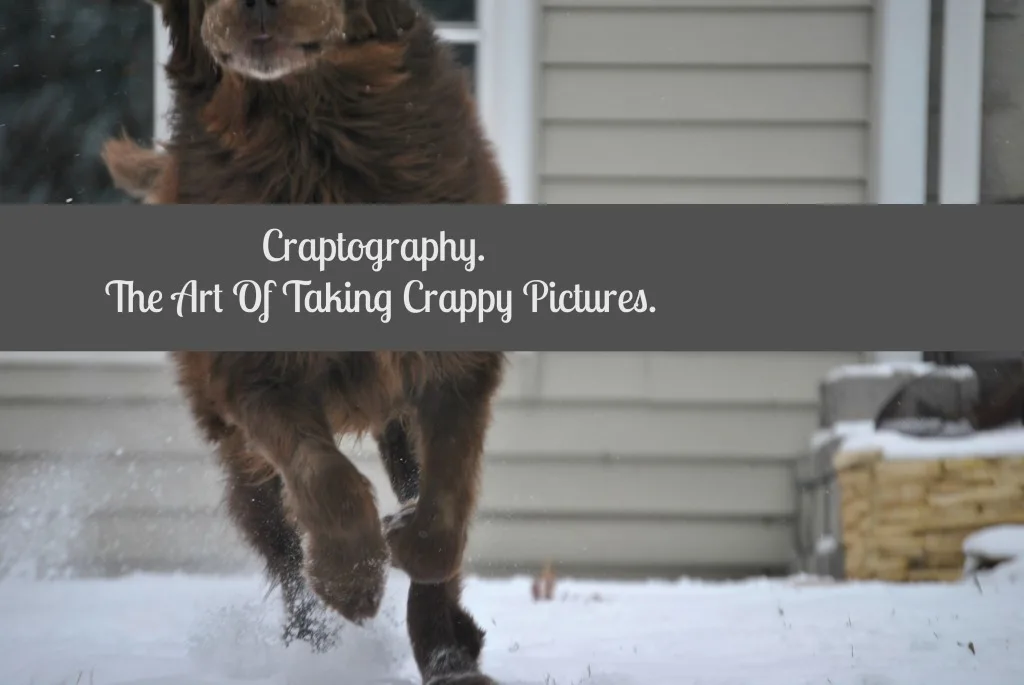 Craptography. The Art Of Taking Crappy Pictures.